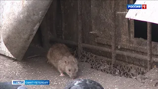 Петербург наводнили крысы