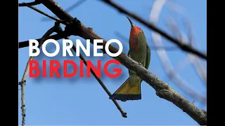 Borneo Birding