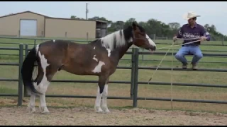 Jack Lieser First Steps To Starting Your Horse Series - 2B Accepting The Human From The Fence