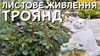 ПЕРЕВАГИ ЛИСТОВОГО ЖИВЛЕННЯ ТРОЯНД 🌹🌿