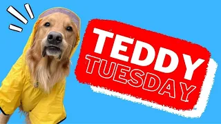 Teddy Tuesday! A day of the week dedicated entirely to my Golden Retriever Dog!!