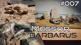 Messor barbarus #007 || Einzug in das neue Formikarium