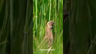 Best Quail Sound #youtubeshorts | Full HD Video | Hunter Shah