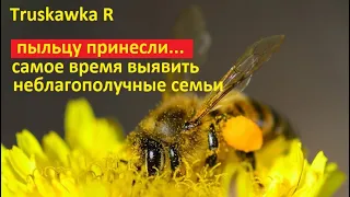 Пчёлы понесли первую пыльцу. Пора устроить день НКВД. Выявим весь неблагонадёжный пчелиный элемент.