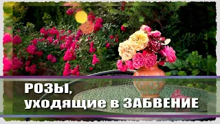 КУДА ПРОПАЛА ФЛАМЕНТАНЦ  / любимые розы / надежные розы в саду