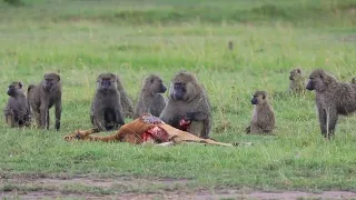 Baboon eating an impala