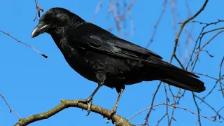 Free Crow Sound Effect - Realistic SFX