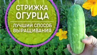 Стрижка для огурца 🥒 Выращиваю огурцы только так 🥒 Лучший способ выращивания огурцов