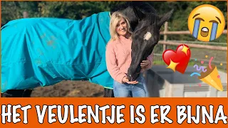 Hoe gaat het met BETSY en het VEULENTJE? + PRIJSVRAAG | PaardenpraatTV