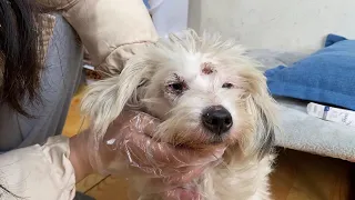 Poor stray dog infected with skin disease, eyes full of gratitude after being rescued
