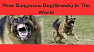 Most Dangerous Dog Breeds In The World