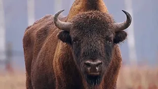 A tourist was injured by a bison in Yellowstone National Park after getting too close