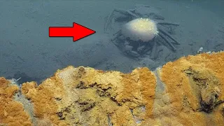 Nobody Was Supposed to Find This! If a Diver Didn't Capture This, No One Would Believe It