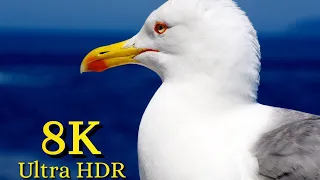 Birds Collection 8K Ultra HDR  (Never seen before) face worldwide