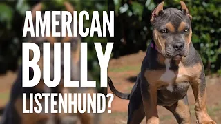 Sind American Bullys Listenhunde oder Kampfhunde? | Hundetraining by Vitomalia