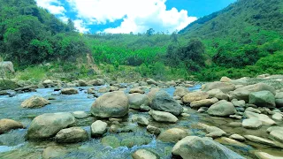 Peaceful water stream sounds in the in the beautiful forest, sleeping, relaxation, stress relief