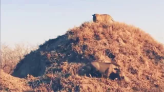 Warthog warkes up and find a leopard waiting on its hole