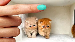 The Smallest Kittens Found a New Home ! Building a house for cats