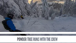 Powder tree runs in Austria