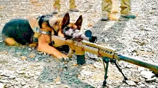 This DOG was TRAINED for 12 years to be a SOLDIER and AVENGE his OWNER - RECAP