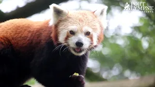 Small Carnivore September: Species Spotlight: Red Panda