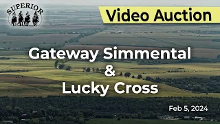 Gateway Simmental & Lucky Cross Bull Sale