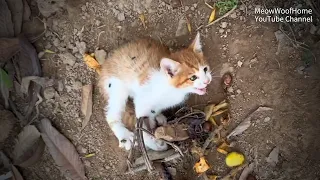 Encountering a Trapped Kitten on a Hike, Its Helpless Eyes Tug at the Heartstrings