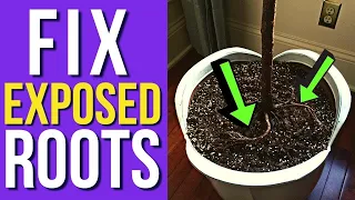 The Quick and Easy Way to Fix Exposed Roots on Your Fiddle Leaf Fig!