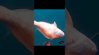 Commercial ARS spearfishing trip!