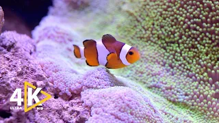 🐟  Aquarium Fish Coral Reef fish relaxing ocean fish | Underwater Fish relaxing video Stress Relief