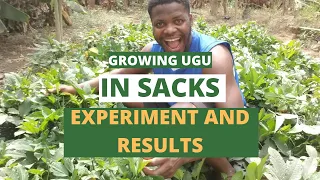 UGU FARMING IN SACKS/ growing ugu in sacks/ pumpkin farming in sacks/ growing ugwu in bags/ ugu farm