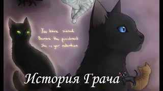 История Грача🐈‍⬛/Коты воители