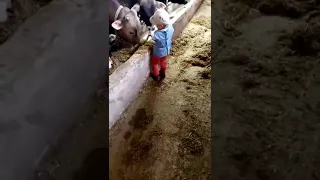 Помощник. Ребёнок ударил лопатой корову