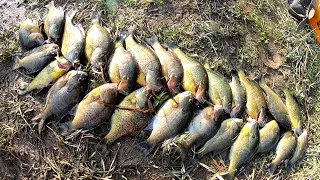 Bank Fishing 2022 - Bluegill Limit and a Bass