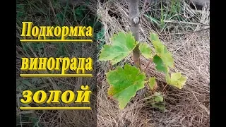 Древесная зола для винограда как удобрение! Подкормка винограда.