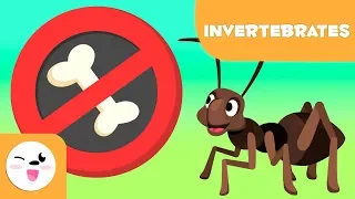 Invertebrate animals for kids - Introduction