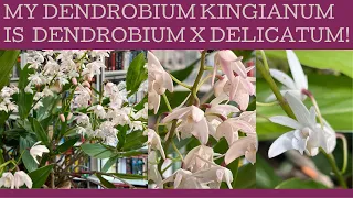 My Dendrobium kingianum is actually Dendrobium x delicatum!