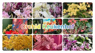 Orchid and Anthurium show |keukenhof 🇳🇱