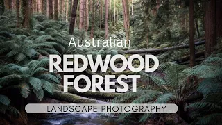 Australian Redwood forest | Landscape photography.