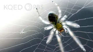 Is a Spider's Web a Part of Its Mind? | Deep Look