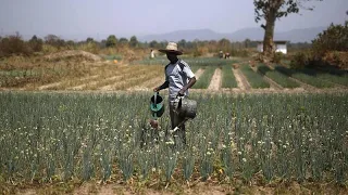 Challenges of farmers under the spotlight at COP 27 | Africanews