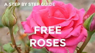 How To Grow Roses From Cuttings | EASY and FREE rose plants