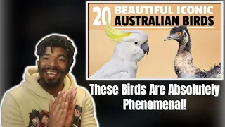 AMERICAN REACTS TO 20 Iconic Australian Birds! | BEAUTIFUL!