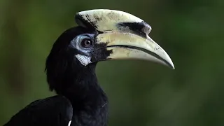 [2023 latest] Birding at the Sungei Buloh Wetland Reserve Singapore