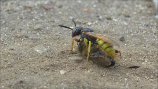 Bee wolf Philanthus triangulum females digging nests and collecting Honey Bees