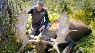 Huge Newfoundland Moose!