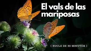 El vals de las mariposas (30 minutos)