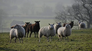 Charles Stanford - Evensong: Nunc Dimittis in G - St. John's College Choir, Cambridge