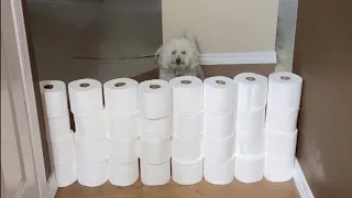 My Dog Reacts to the Toilet Paper Challenge!