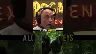 Joe Rogan: CHIMP EMPIRE #jre #chimps #chimpempire